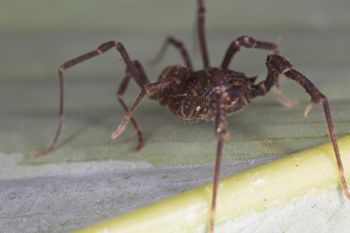 Media type: image;   Invertebrate Zoology 140068